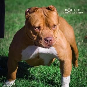 Meet your Posher, Tex